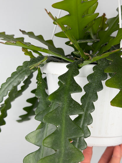 Selenicereus Anthonyanus Epiphyllum Tropical Corner