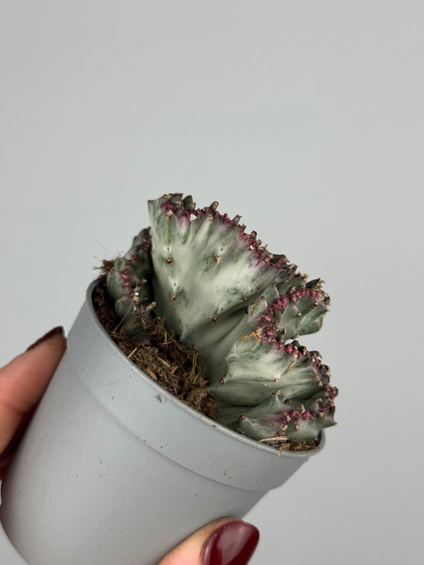 Euphorbia lactea f. crestata variegata