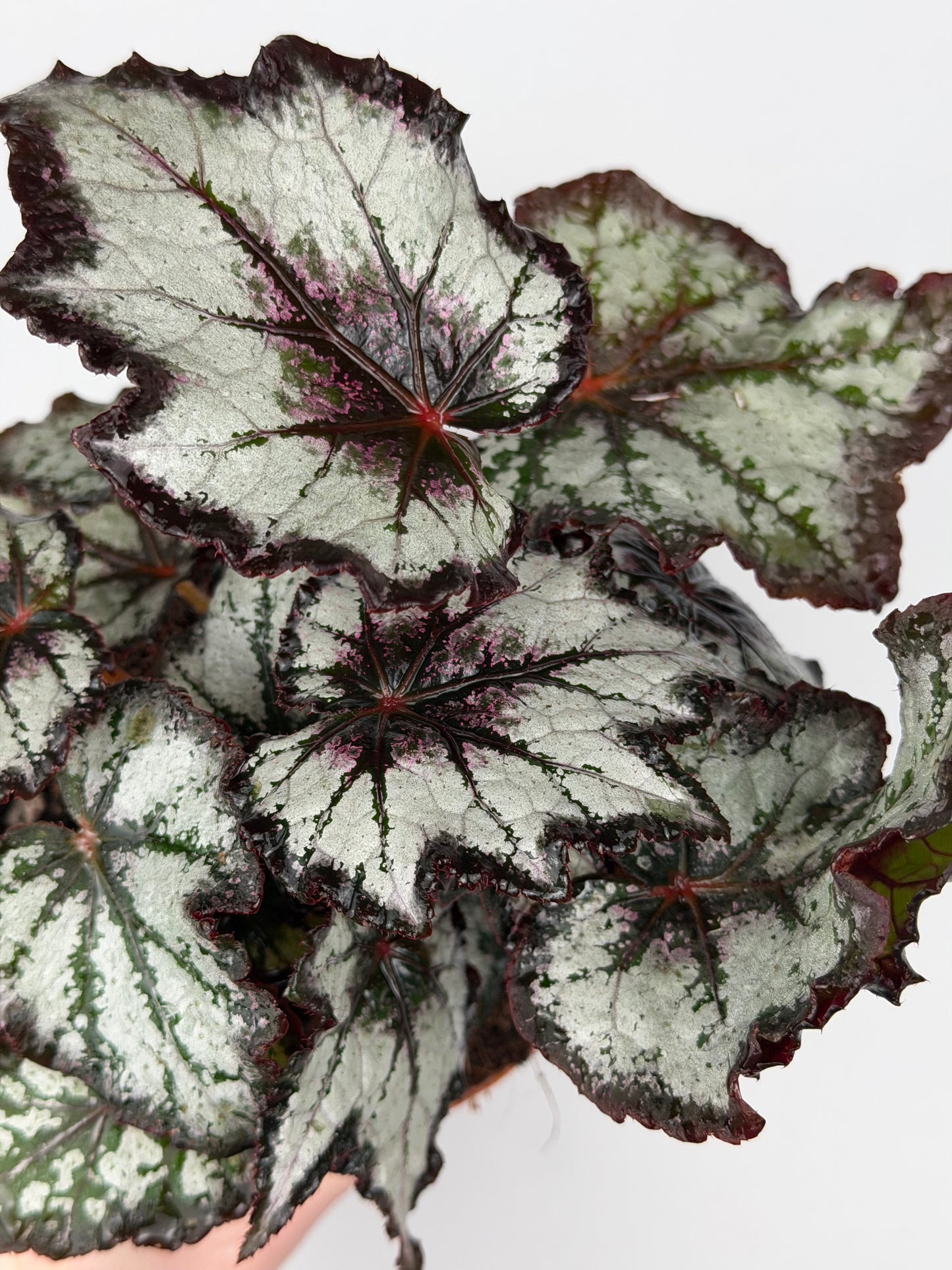 Begonia 'Bewitched Night Owl'