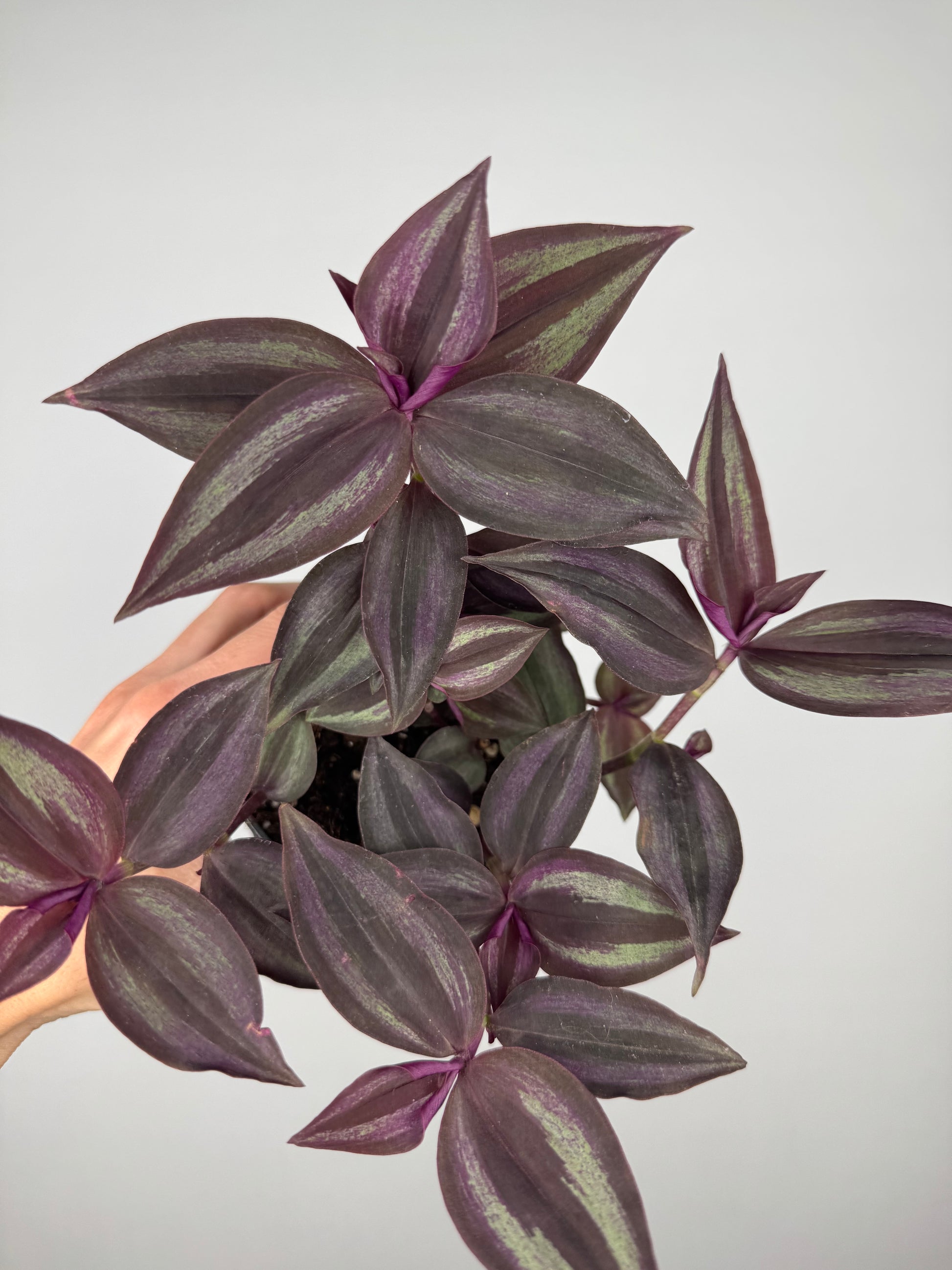 Tradescantia Burgundy