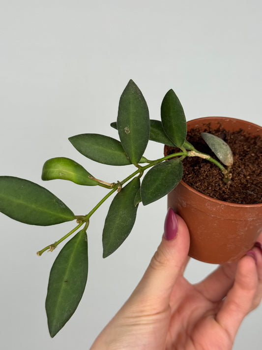 Hoya Burtoniae | Erica