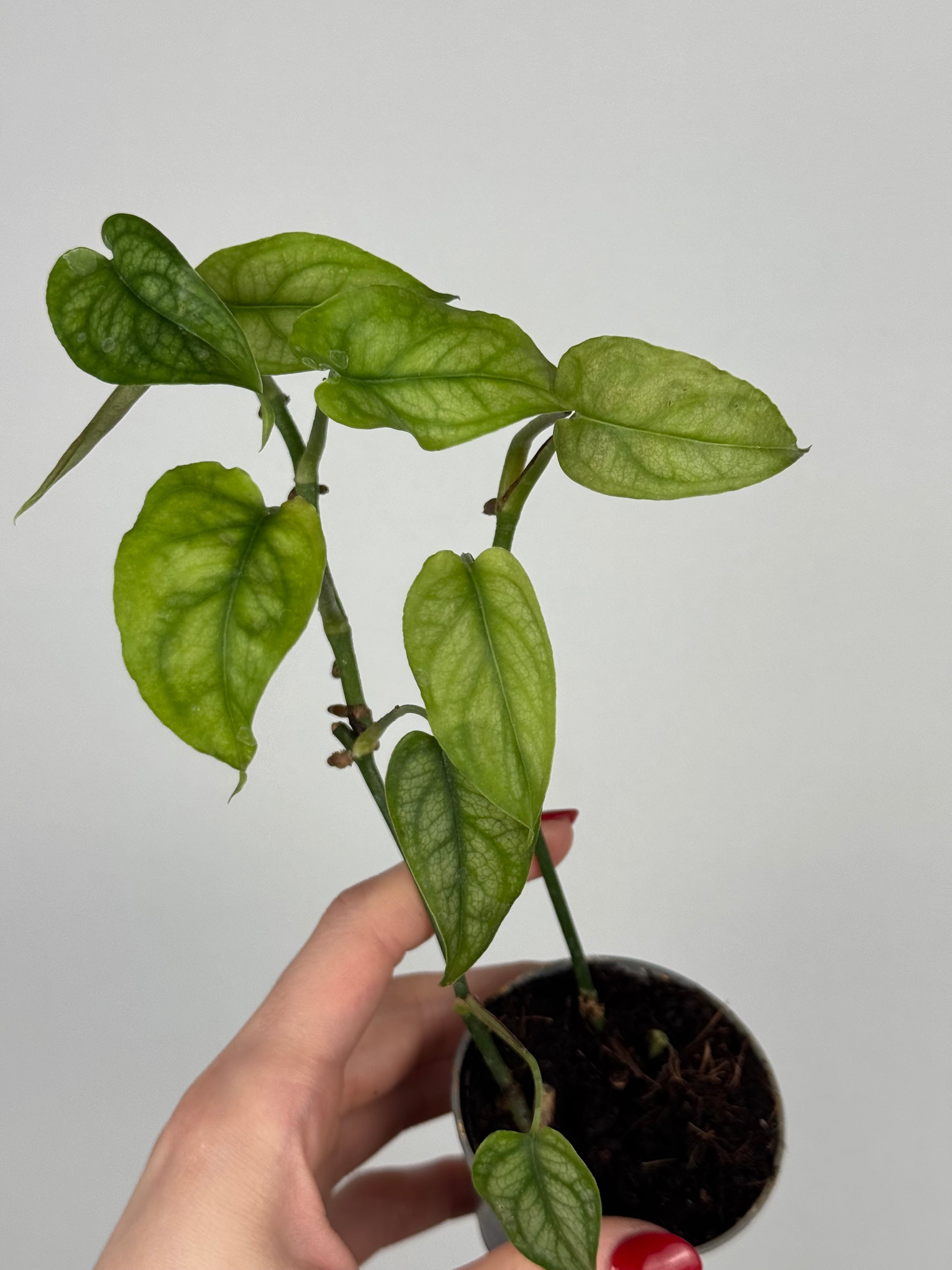 Monstera Siltepecana | Jade
