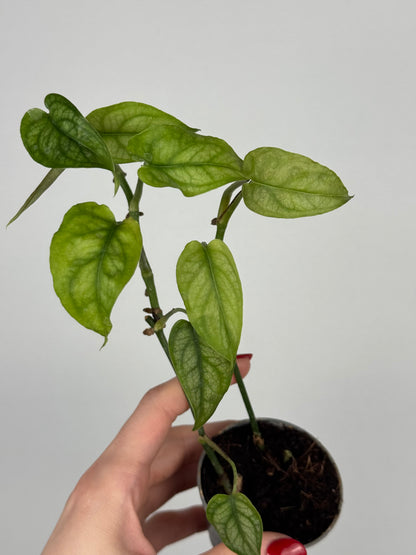 Monstera Siltepecana | Jade