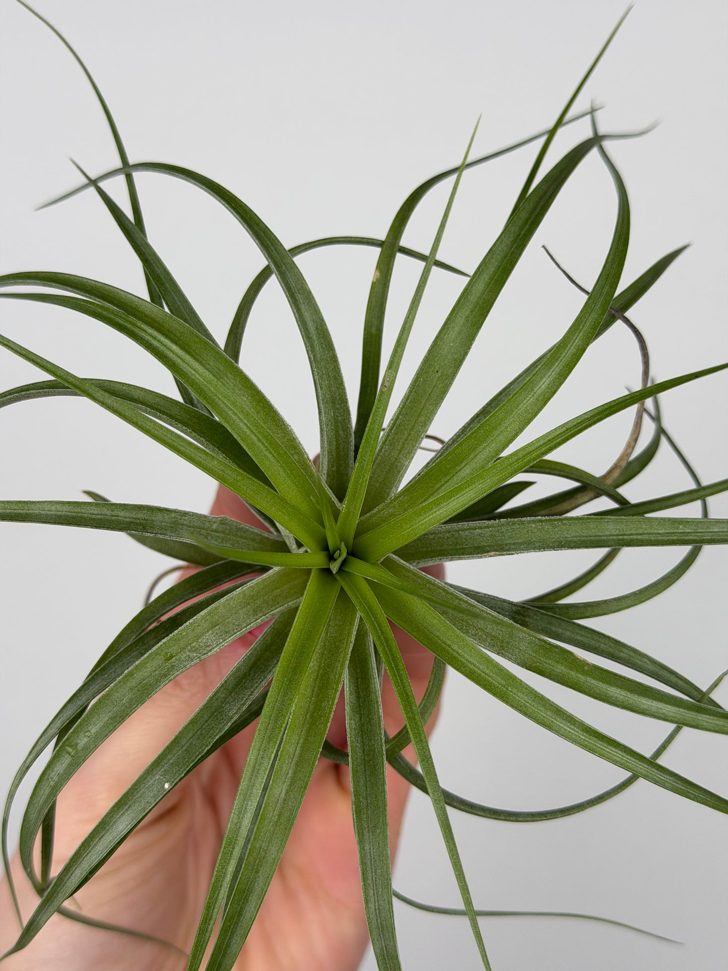 Tillandsia Brachycaulos Tillandsia Tropical Corner