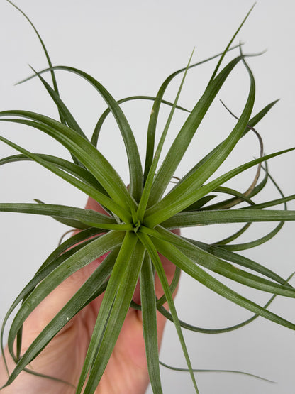 Tillandsia Brachycaulos Tillandsia Tropical Corner