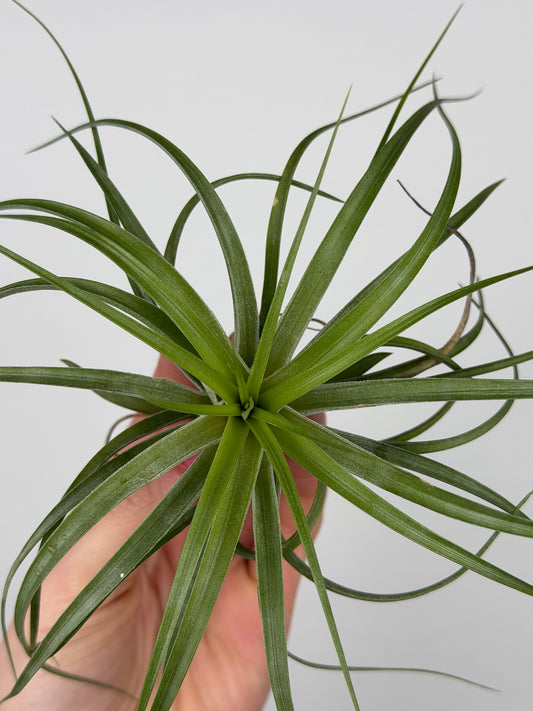Tillandsia Brachycaulos Tillandsia Tropical Corner