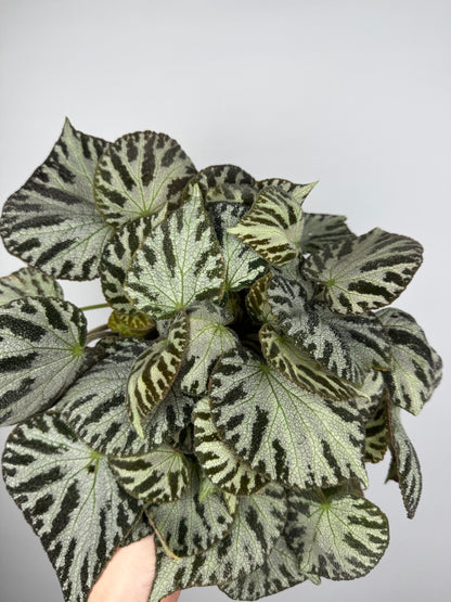 Begonia “Silver Jewel”