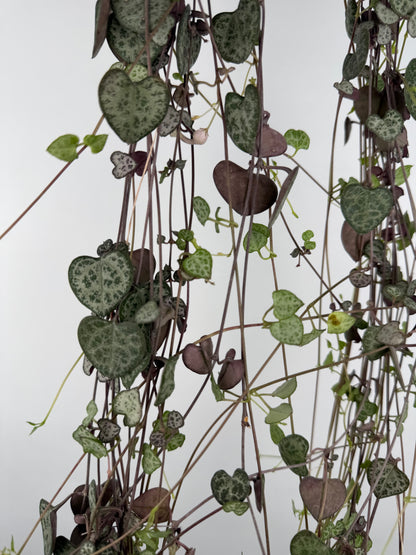 Ceropegia woodii 'String of hearts' Ceropegia Tropical Corner