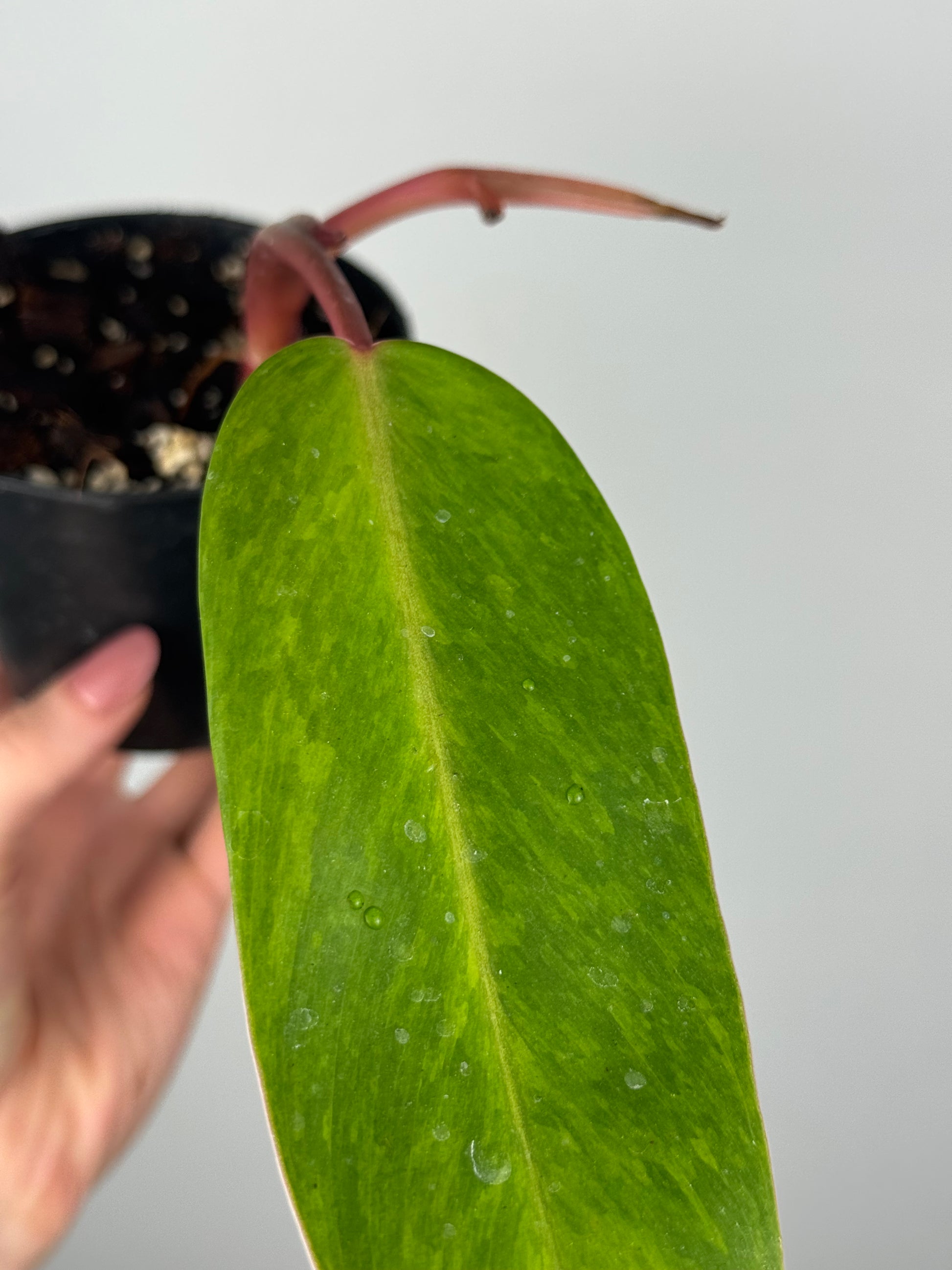 Philodendron Painted Lady | Toto
