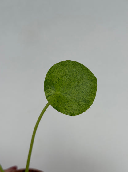 Pilea Peperomioides Mojito | Giada