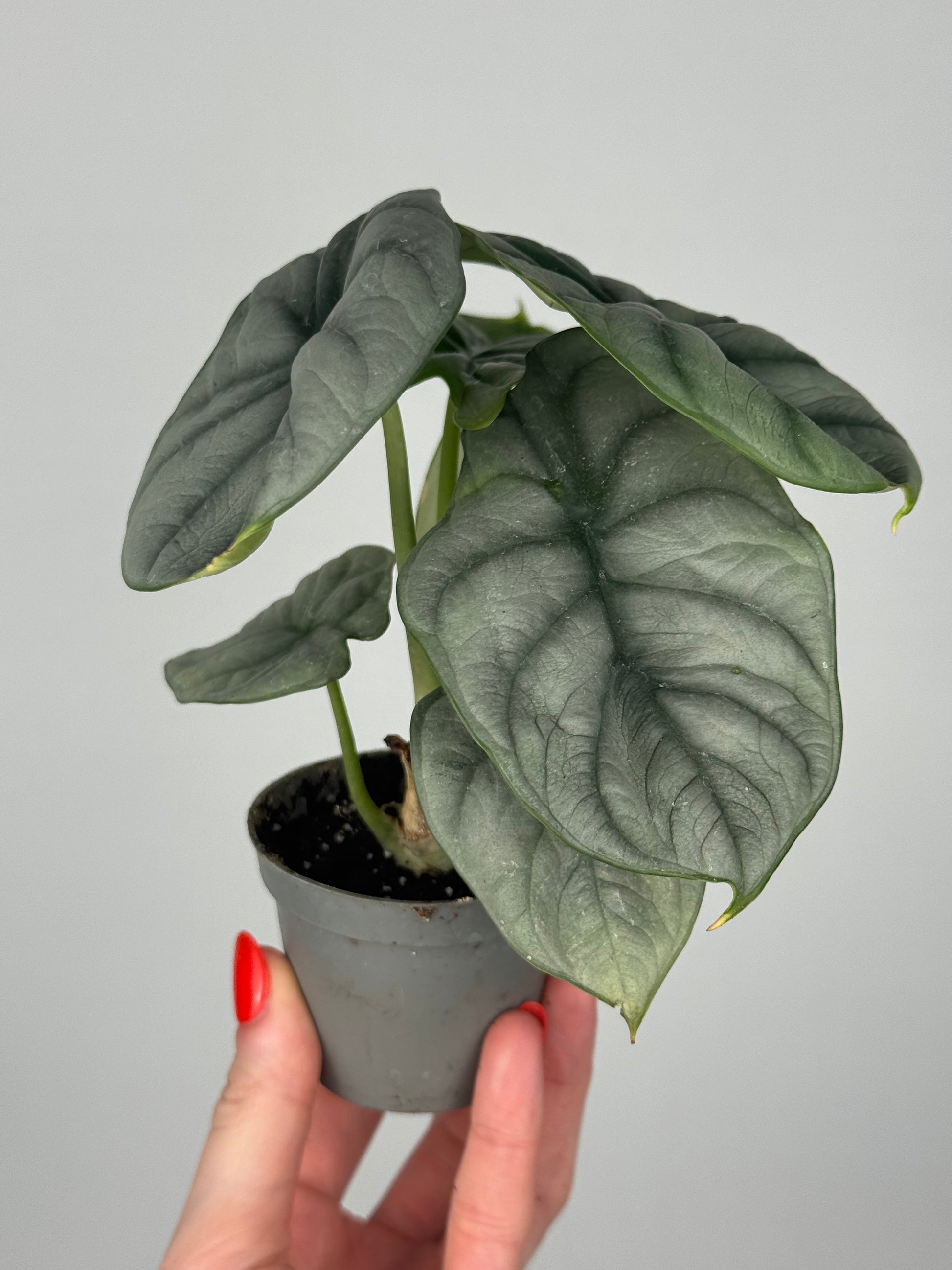 Alocasia “Silver Dragon”