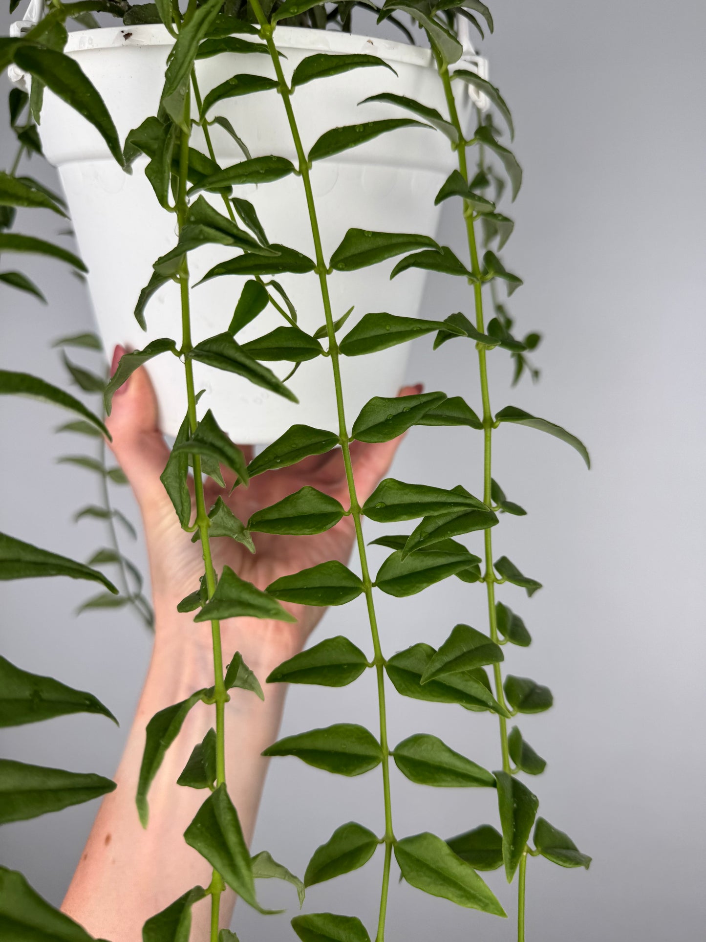 Hoya Bella
