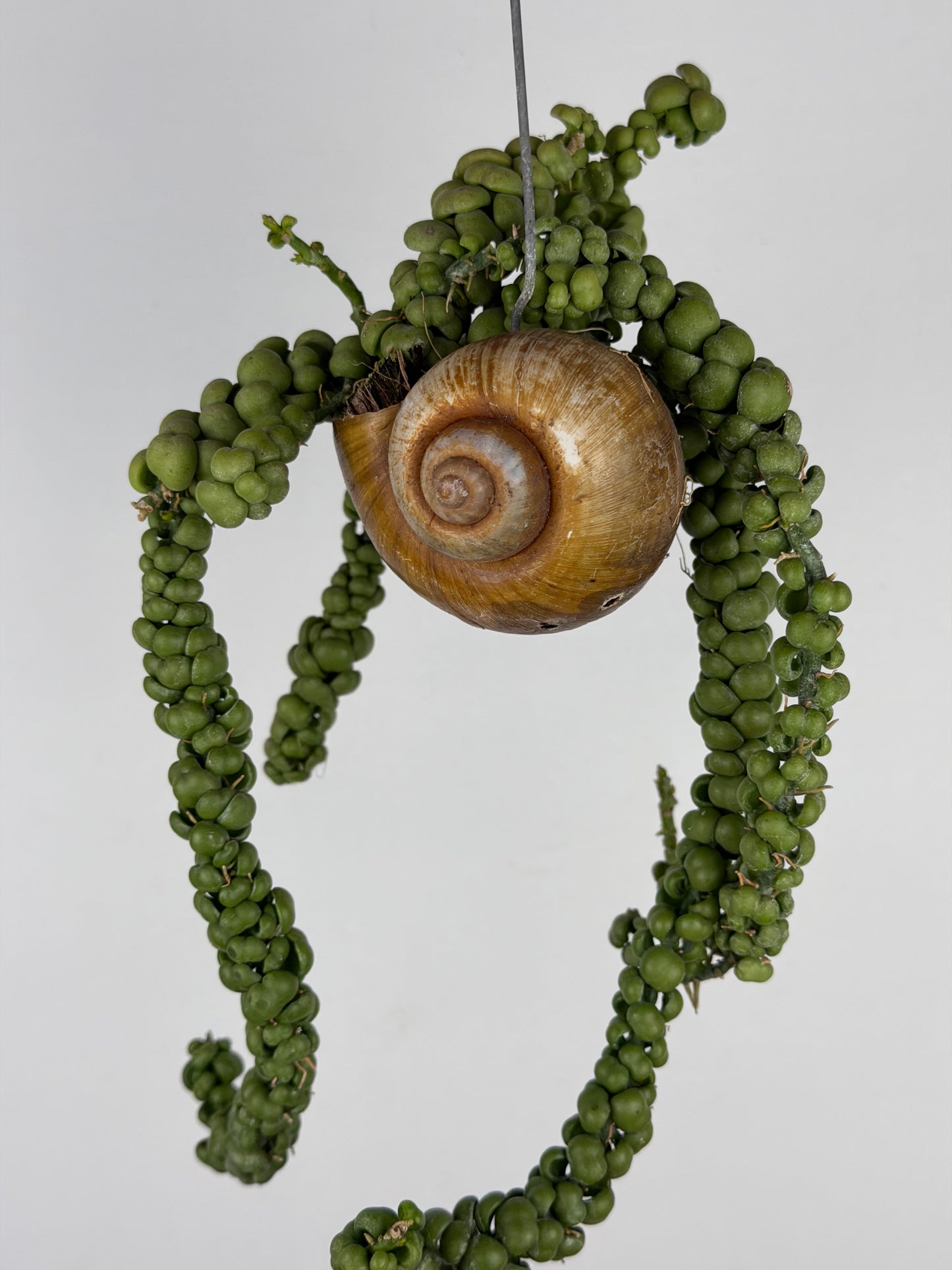 Dischidia Nummularia 'Pangolin Kisses' | Shelly hang Dischidia Tropical Corner