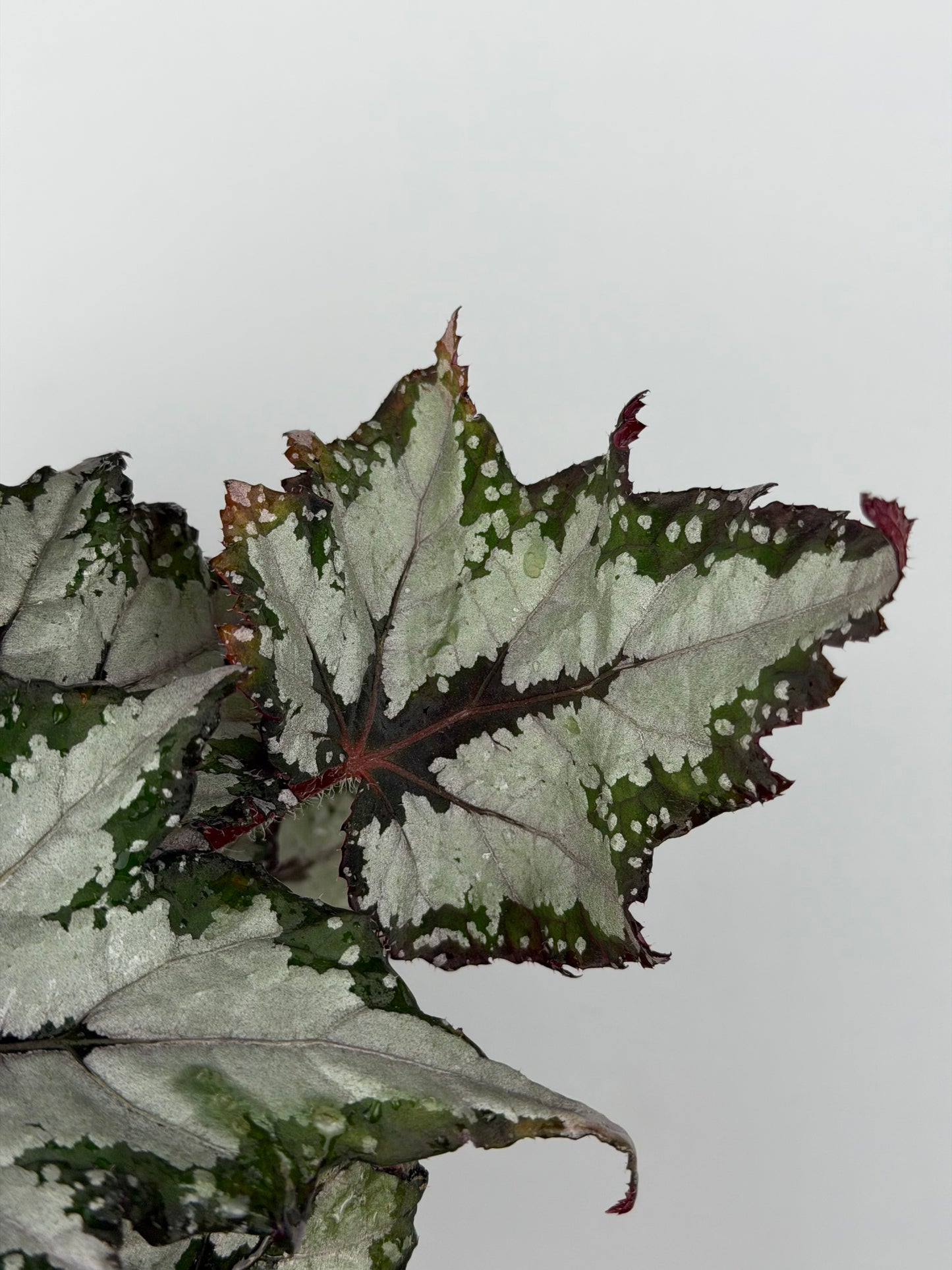 Begonia 'Sumatra Green'