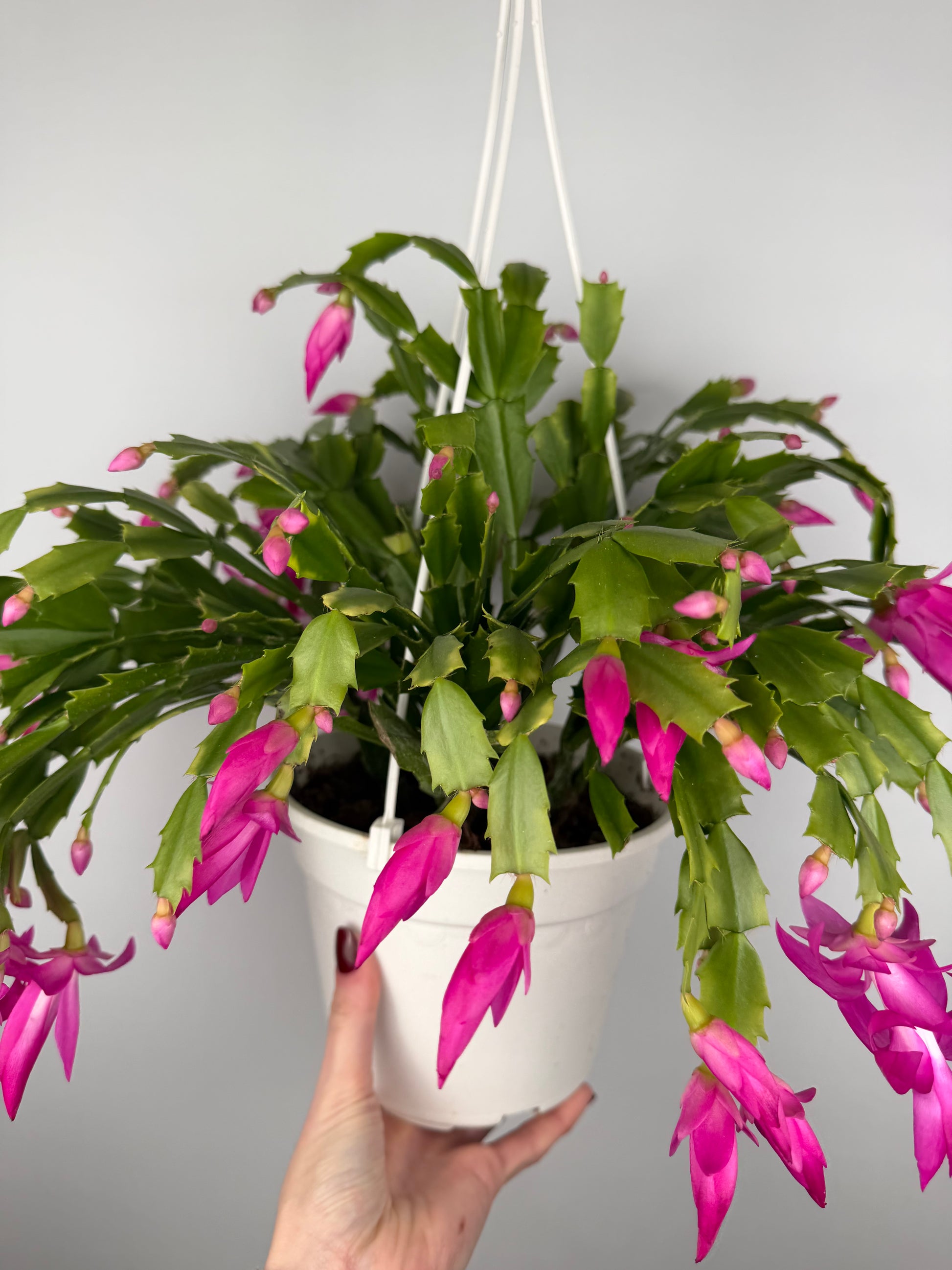 Schlumbergera Fucsia