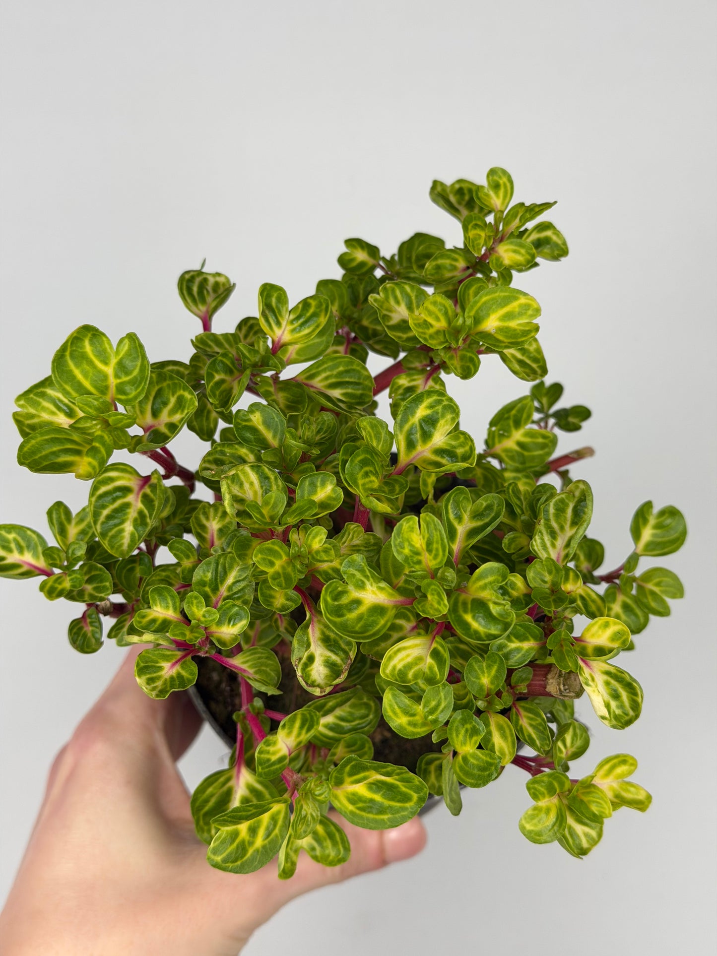 Iresine Herbstii 'Rich Funnygold' Iresine Tropical Corner