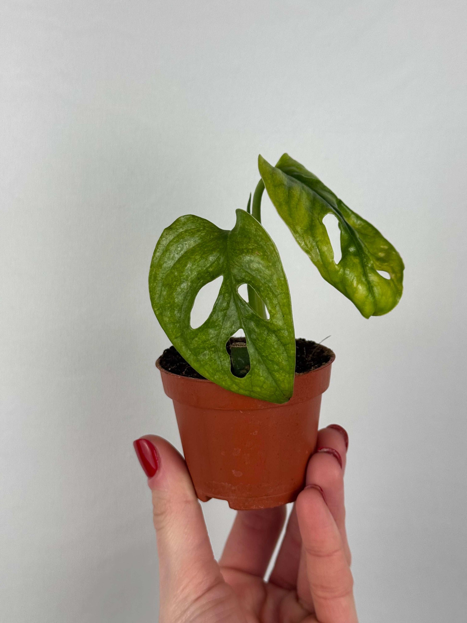 Monstera Adansonii “Mint” | Pina