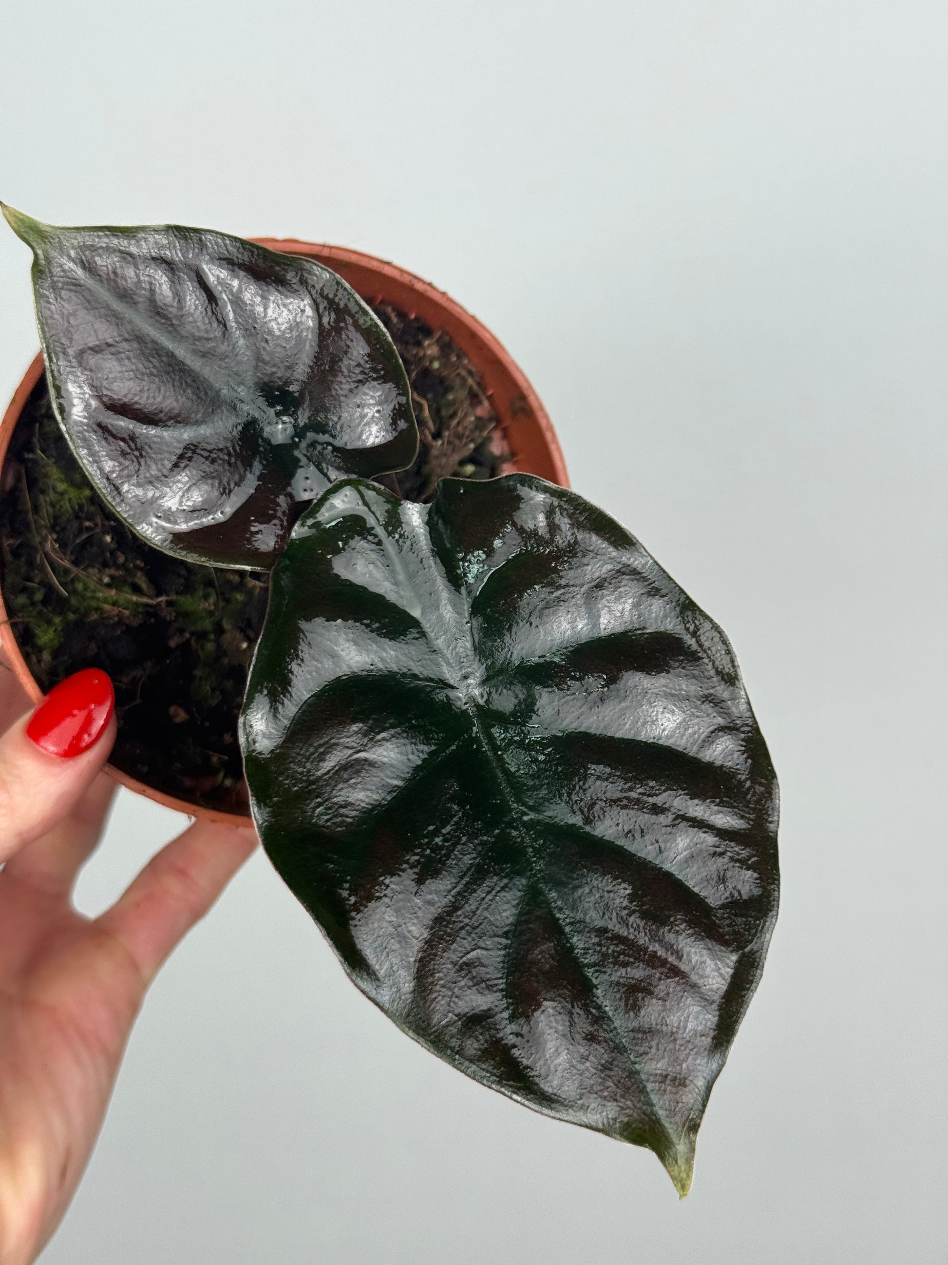 Alocasia Infernalis 'Black Magic'