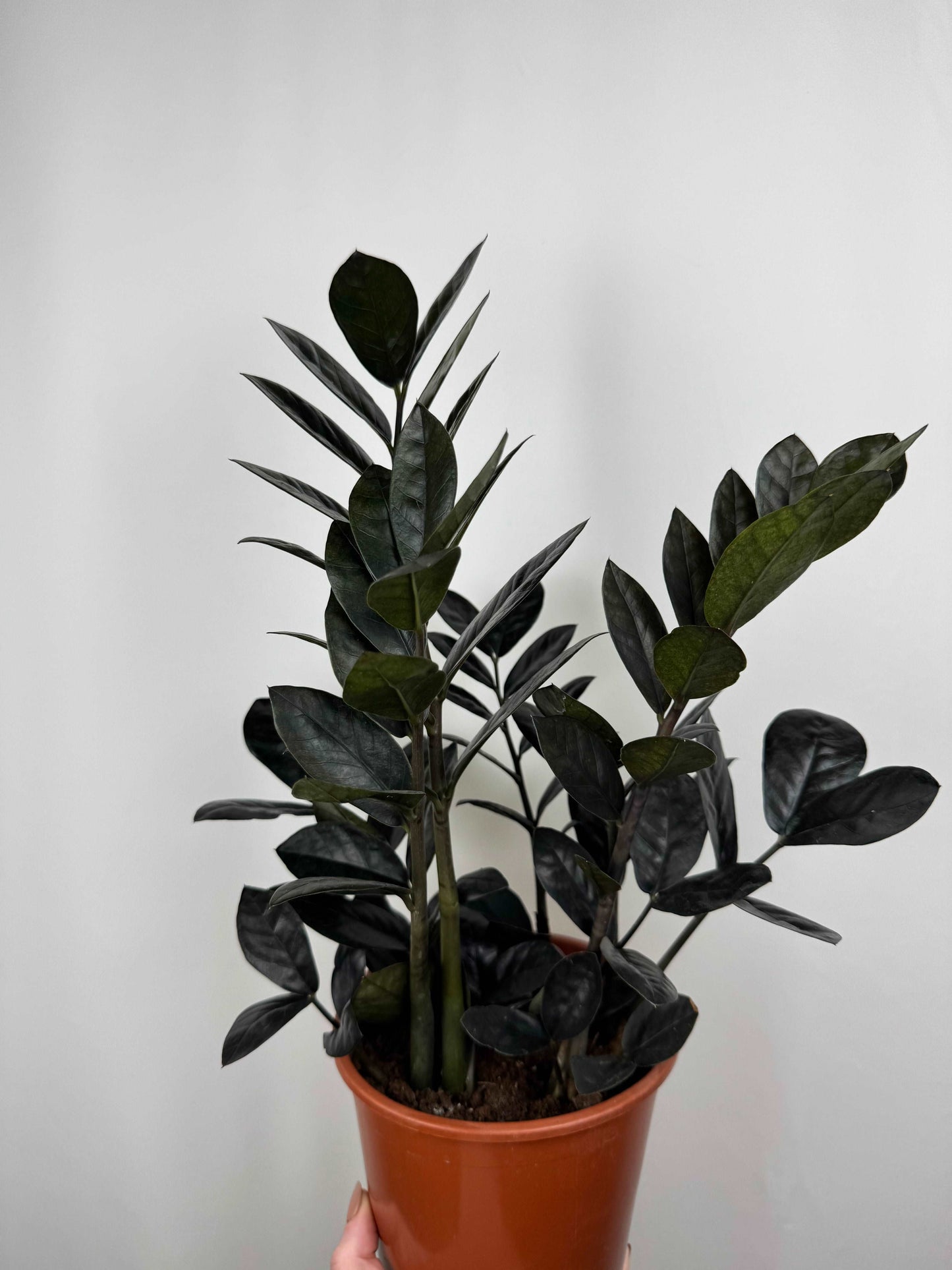 Zamioculcas “Black Raven”