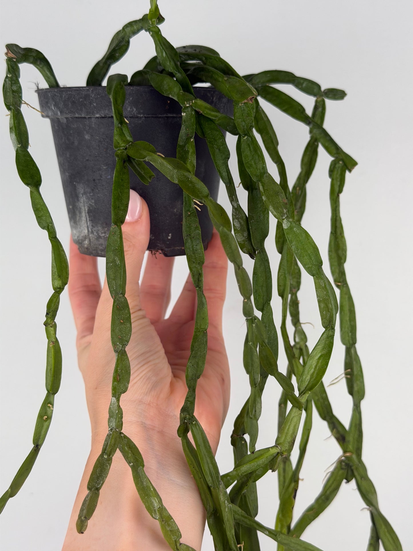 Rhipsalis Paradoxa Tropical Corner
