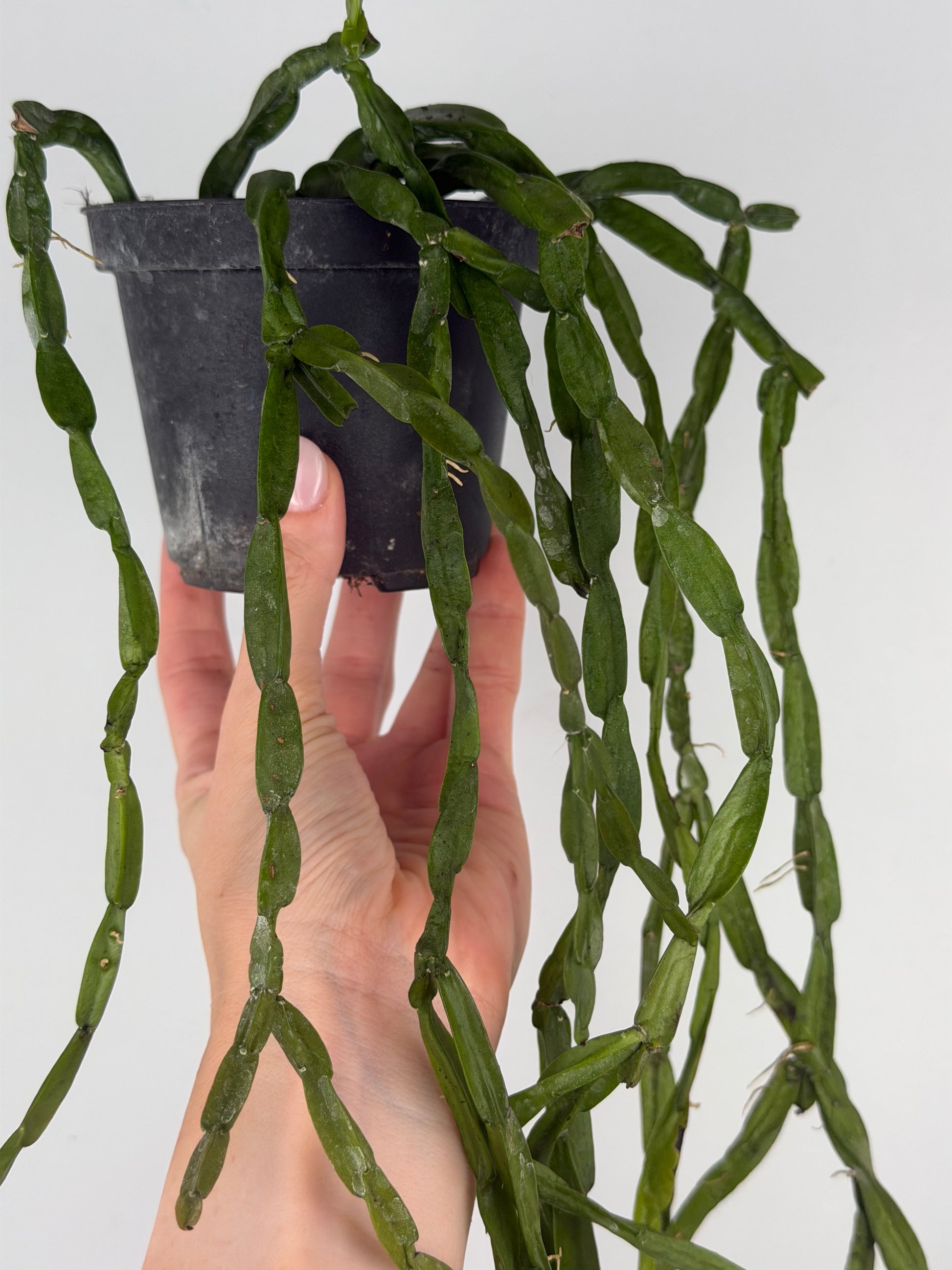 Rhipsalis Paradoxa Tropical Corner