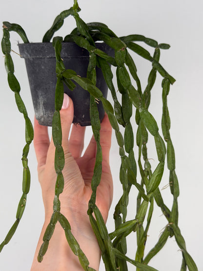Rhipsalis Paradoxa Tropical Corner