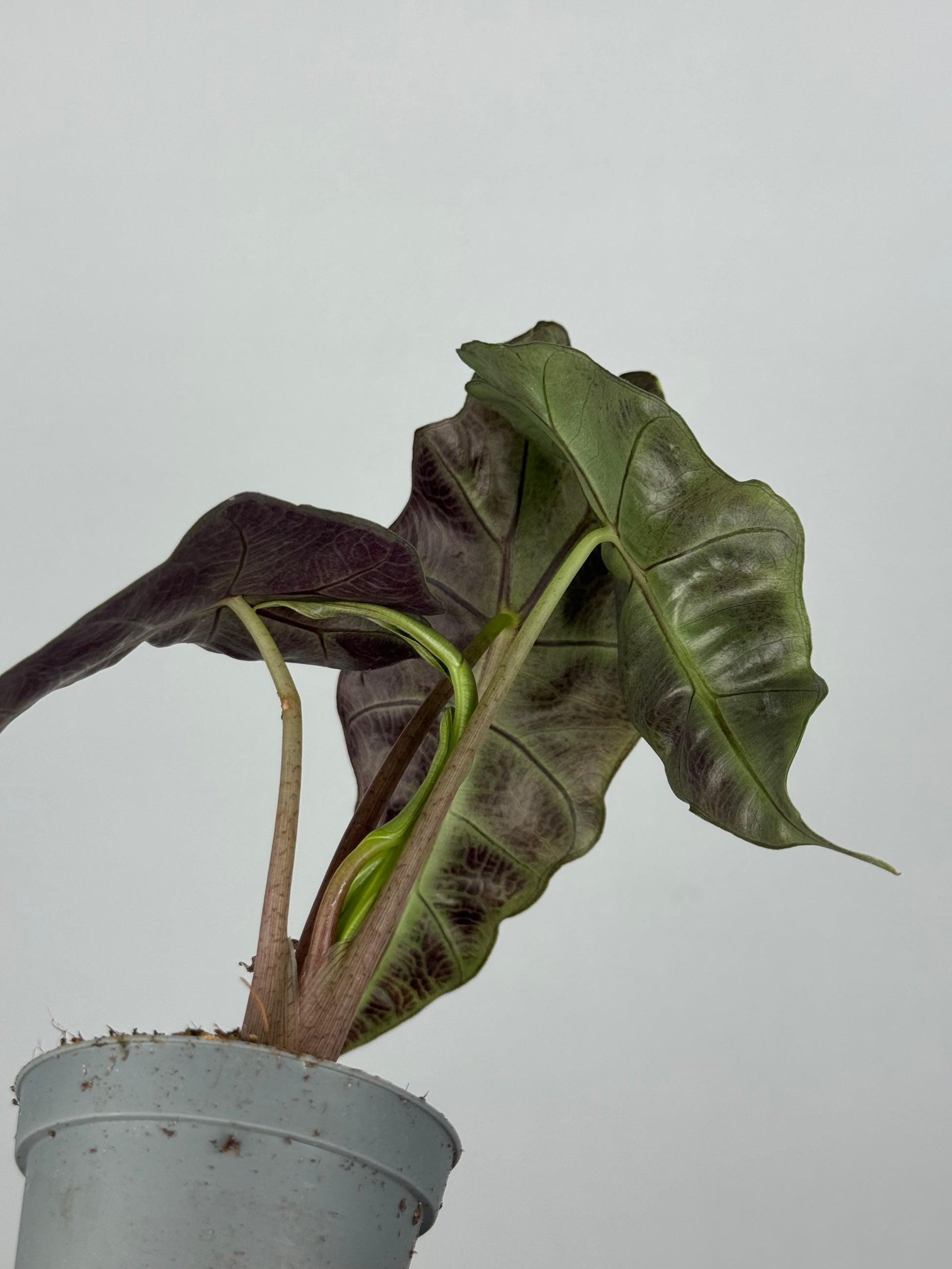 Alocasia Amazonica “Polly”