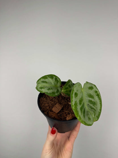 Anthurium “Silver Blush” | Camillo