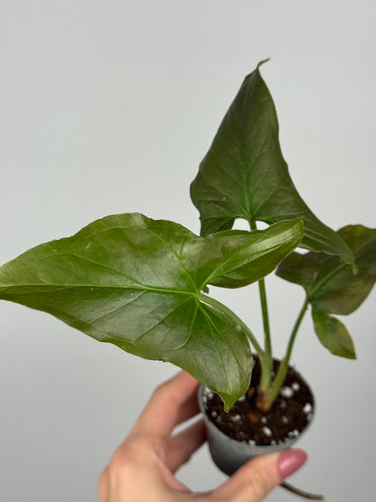 Syngonium Pink Splash | Kiran