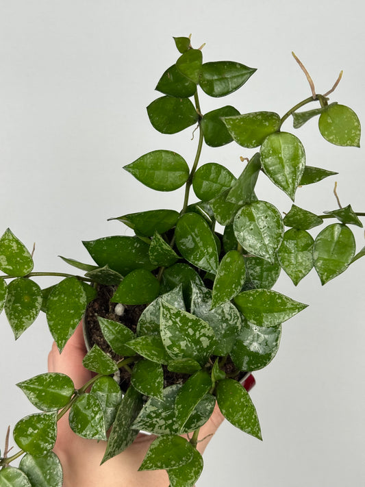 Hoya Krohniana 'Splash'