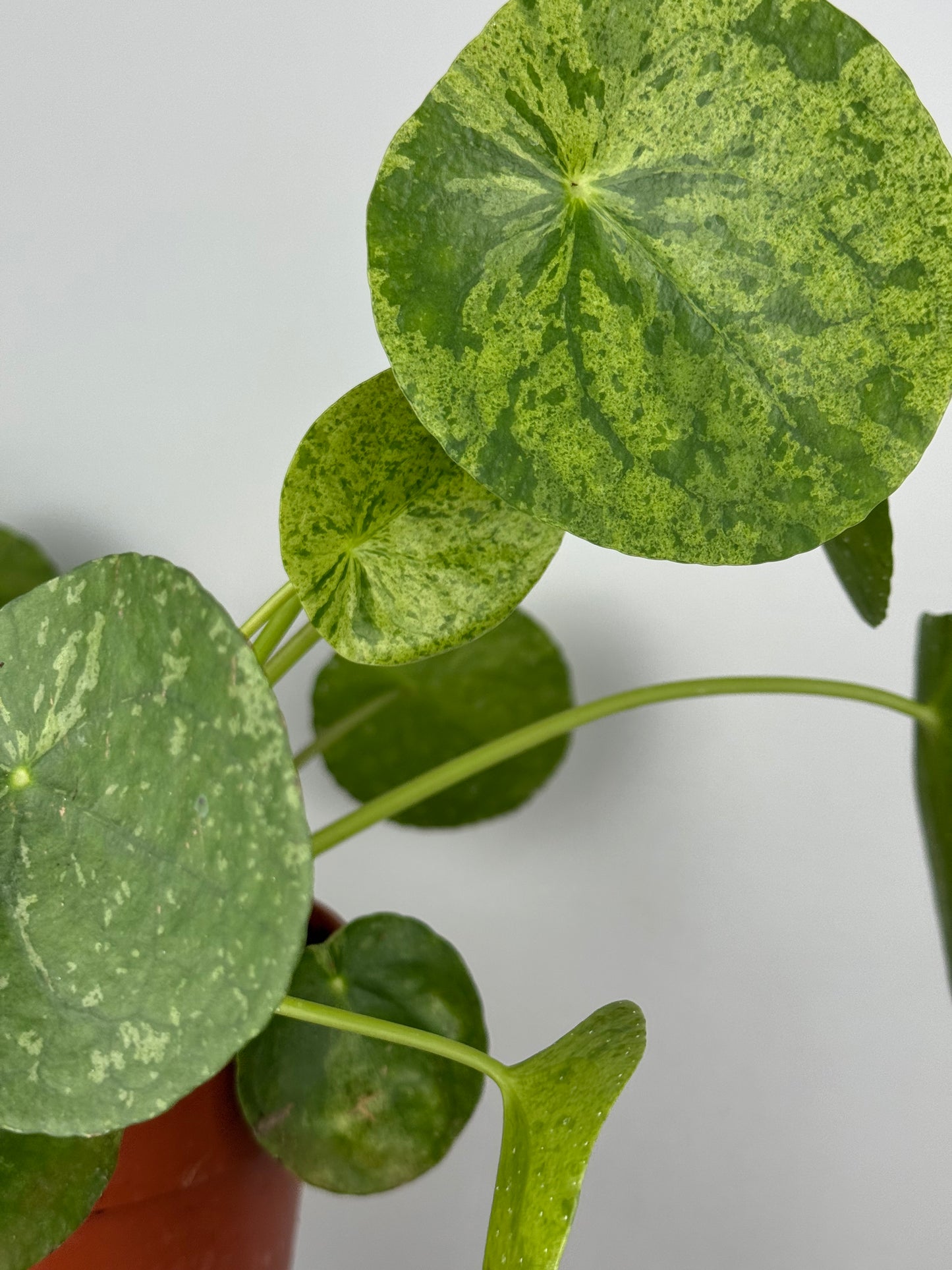 Pilea Peperomioides “Mojito”
