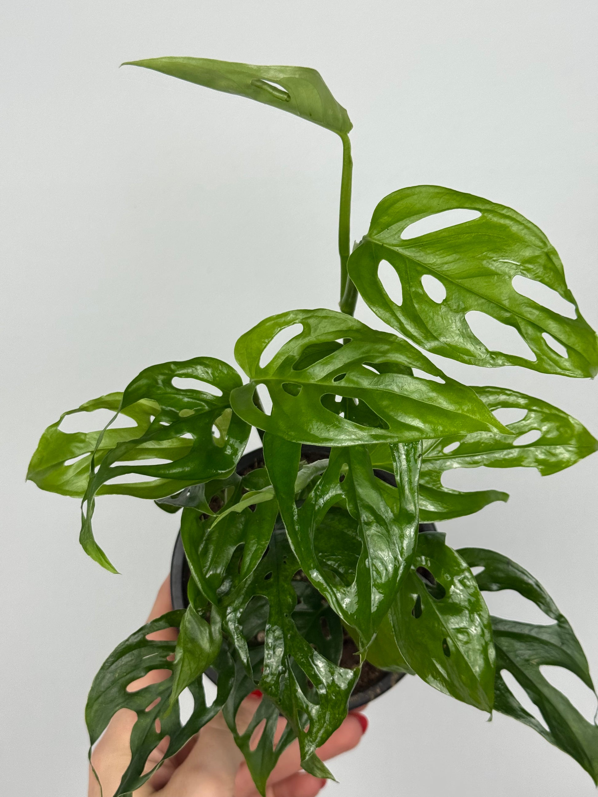 Monstera Adansonii “Monkey Mask”