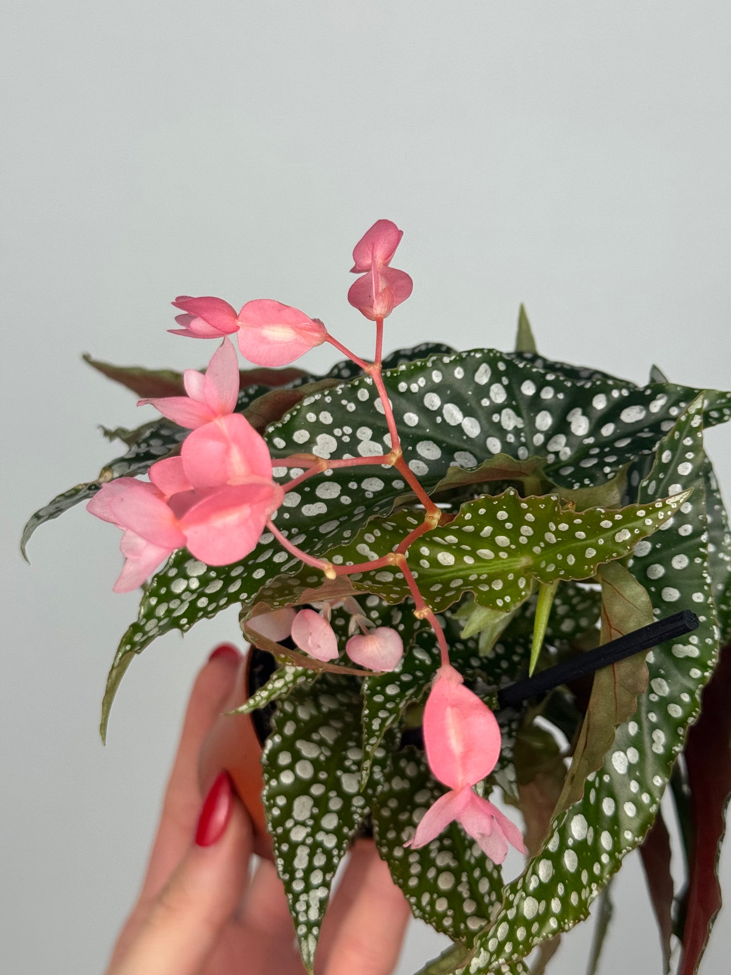 Begonia maculata “Double dot”