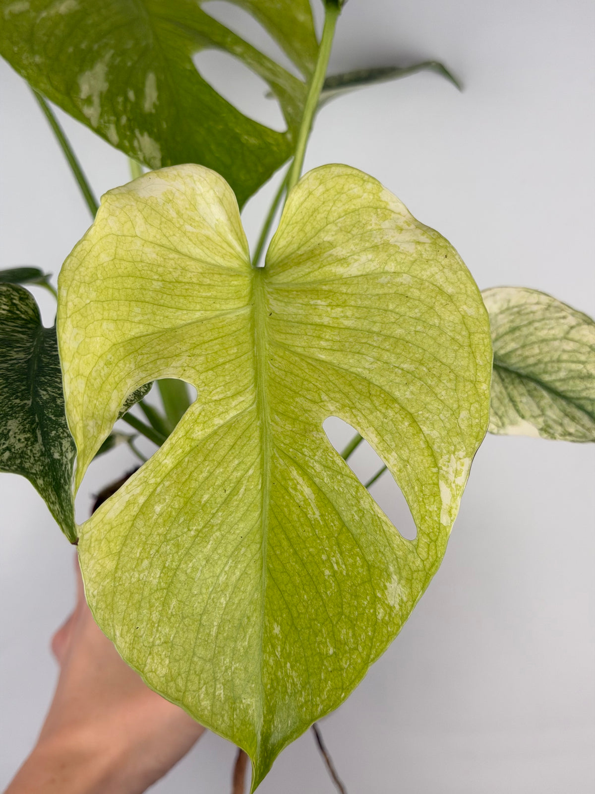 Monstera Mint