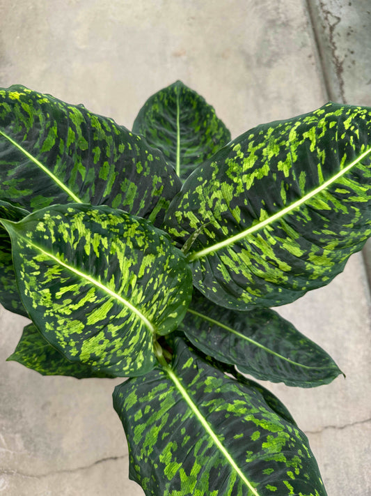 Dieffenbachia “Reflector”