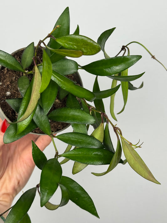 Hoya Rosita