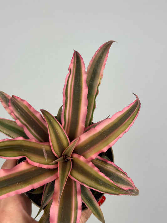Cryptanthus Bivittatus “Pink Starlight”