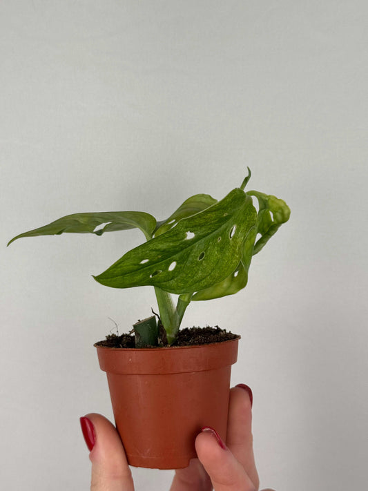 Monstera Adansonii “Mint” | Pinetta