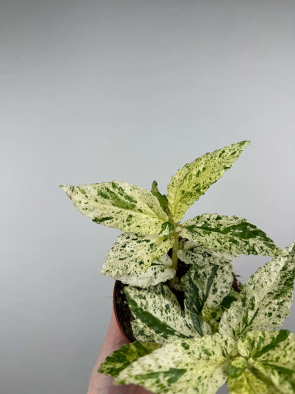 Pellionia Repens “Variegata”