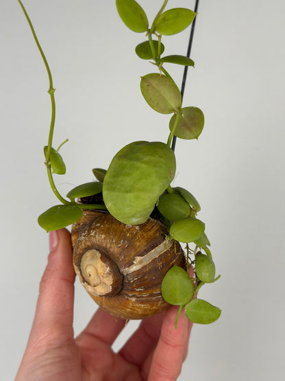Dischidia 'Pectinoides' | Shelly hag Dischidia Tropical Corner
