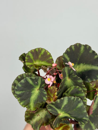 Begonia Cleopatrae