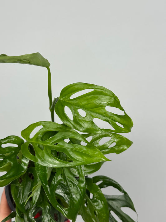 Monstera Adansonii “Monkey Mask”