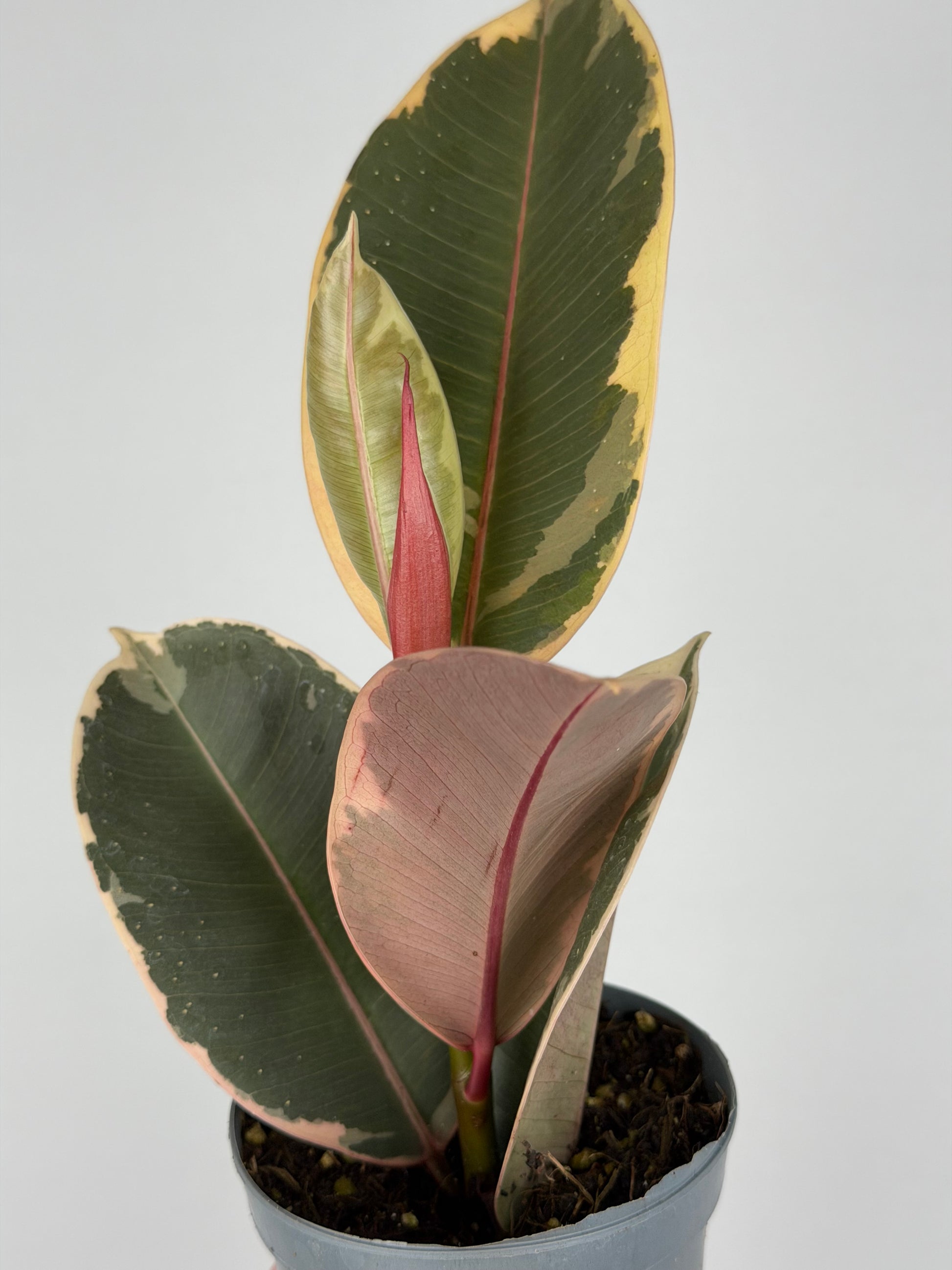 Ficus Elastica 'El Tineke'