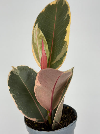Ficus Elastica 'El Tineke'