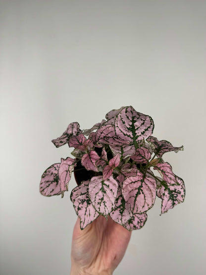 Hypoestes Phyllostachya