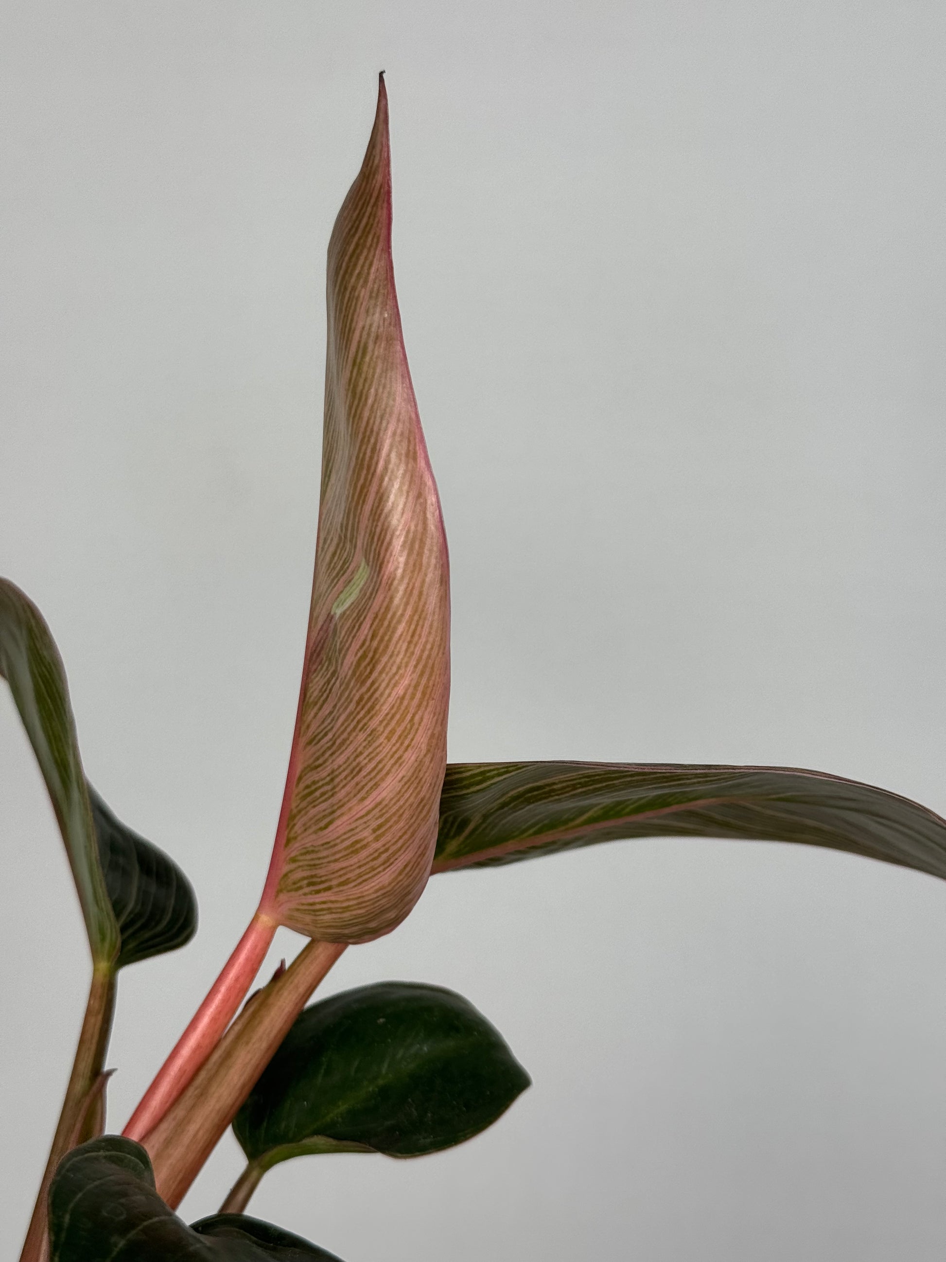 Philodendron Pink Bikini