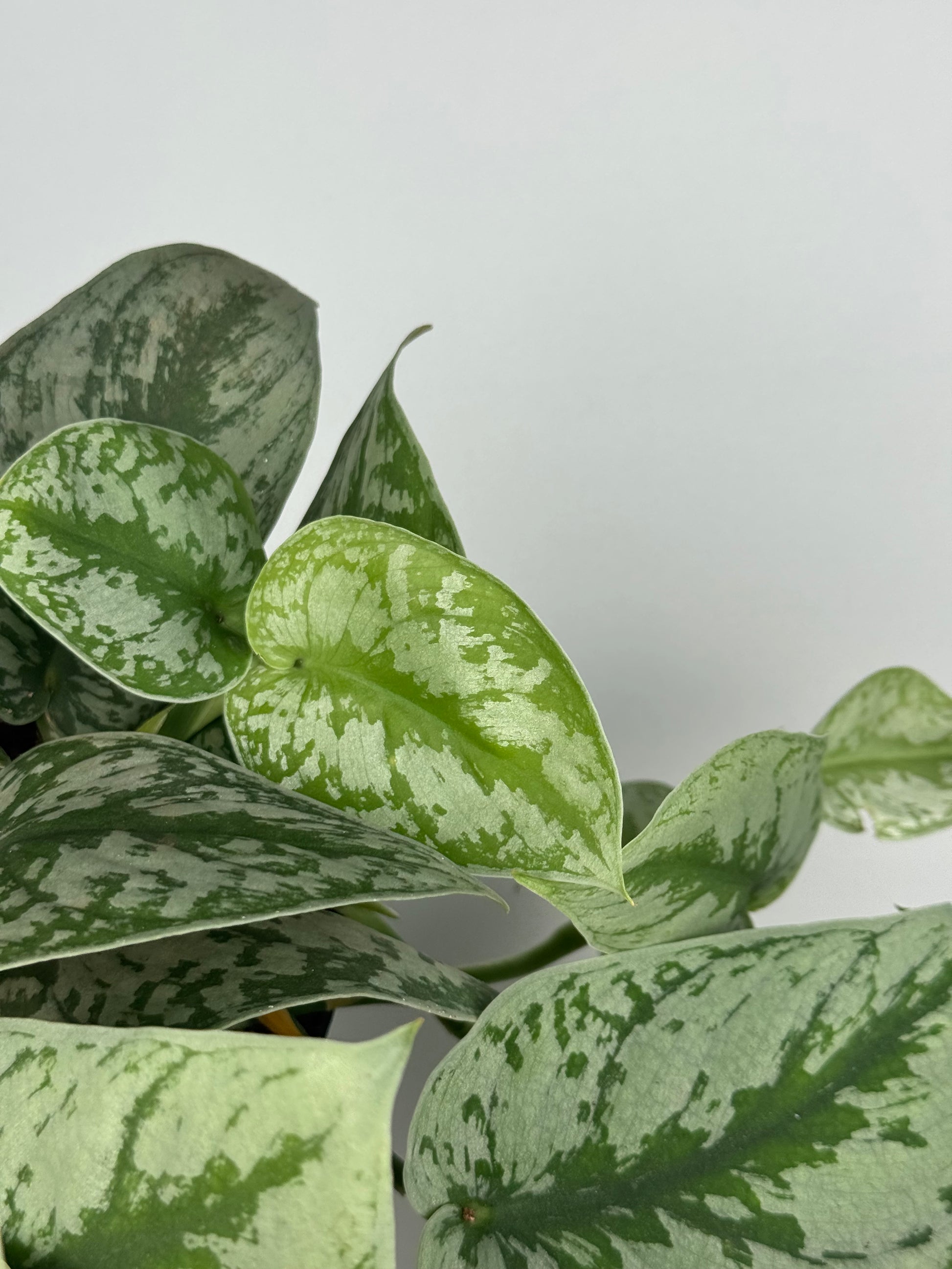 Scindapsus Pictus “Trebie”