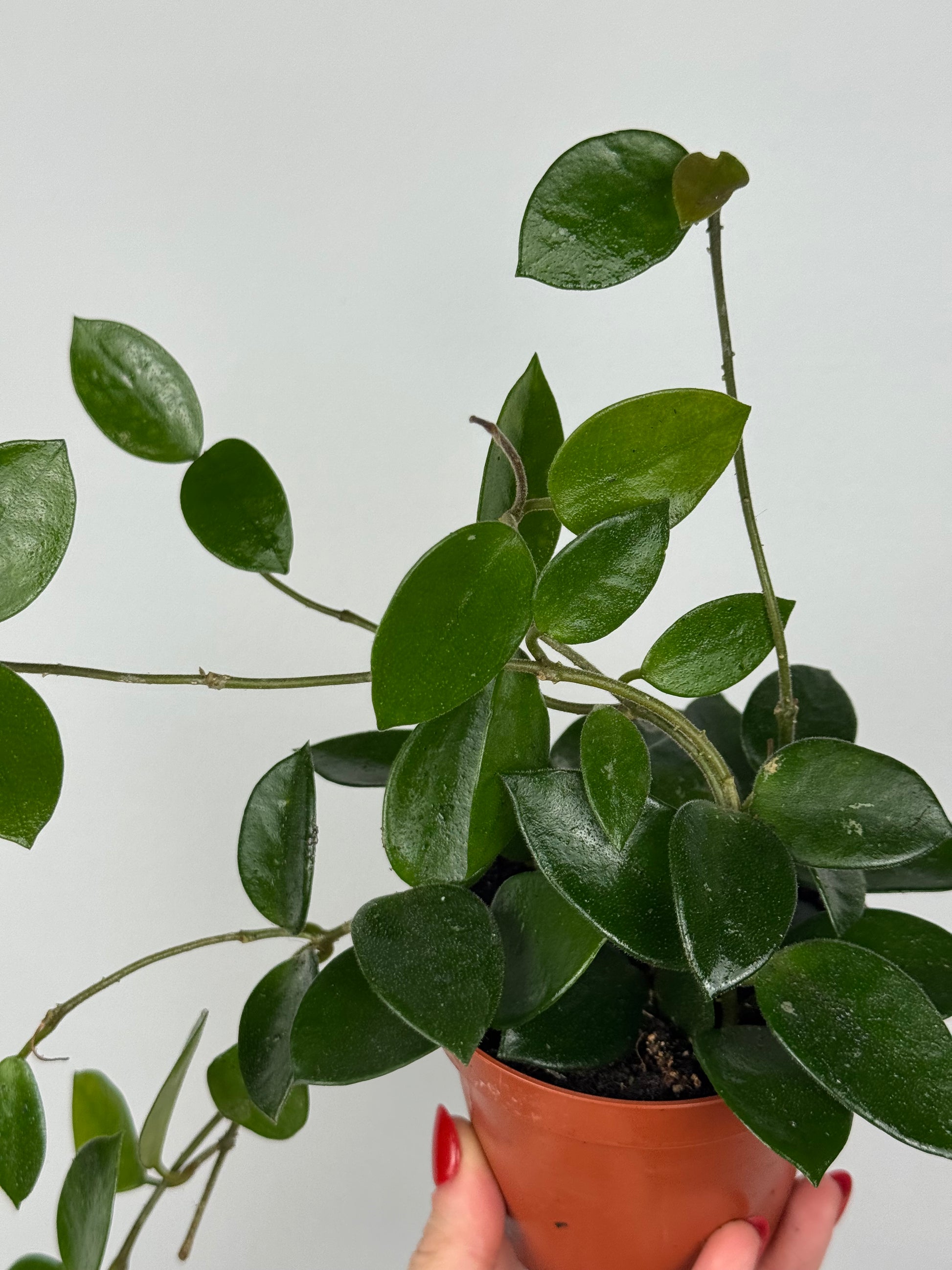 Hoya Chouke