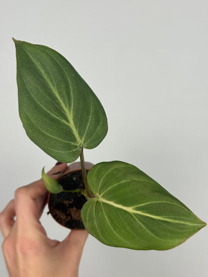 Philodendron Gloriosum