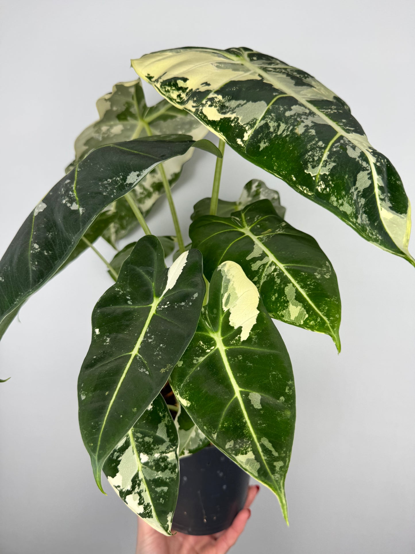 Alocasia Frydek variegata